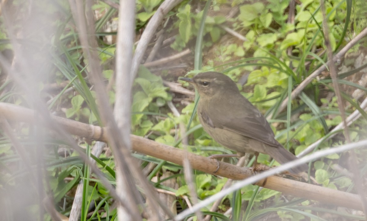 Mosquitero Ahumado - ML616912184