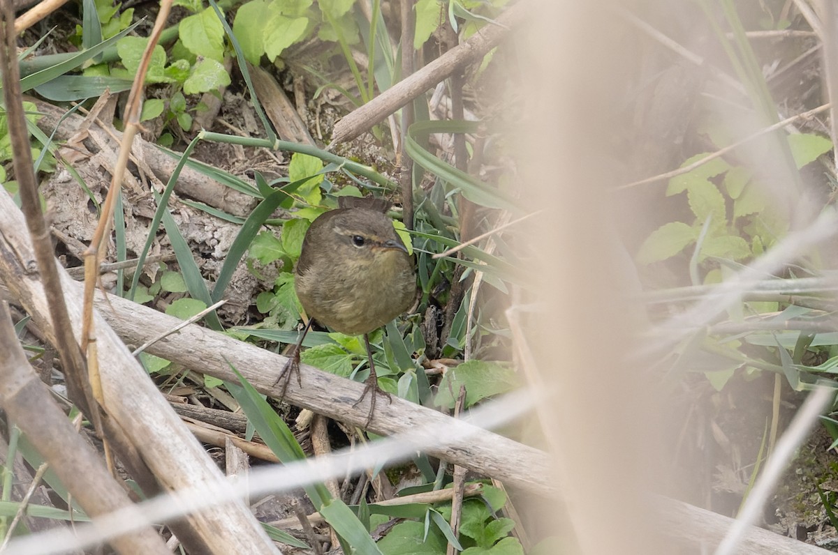 Mosquitero Ahumado - ML616912186