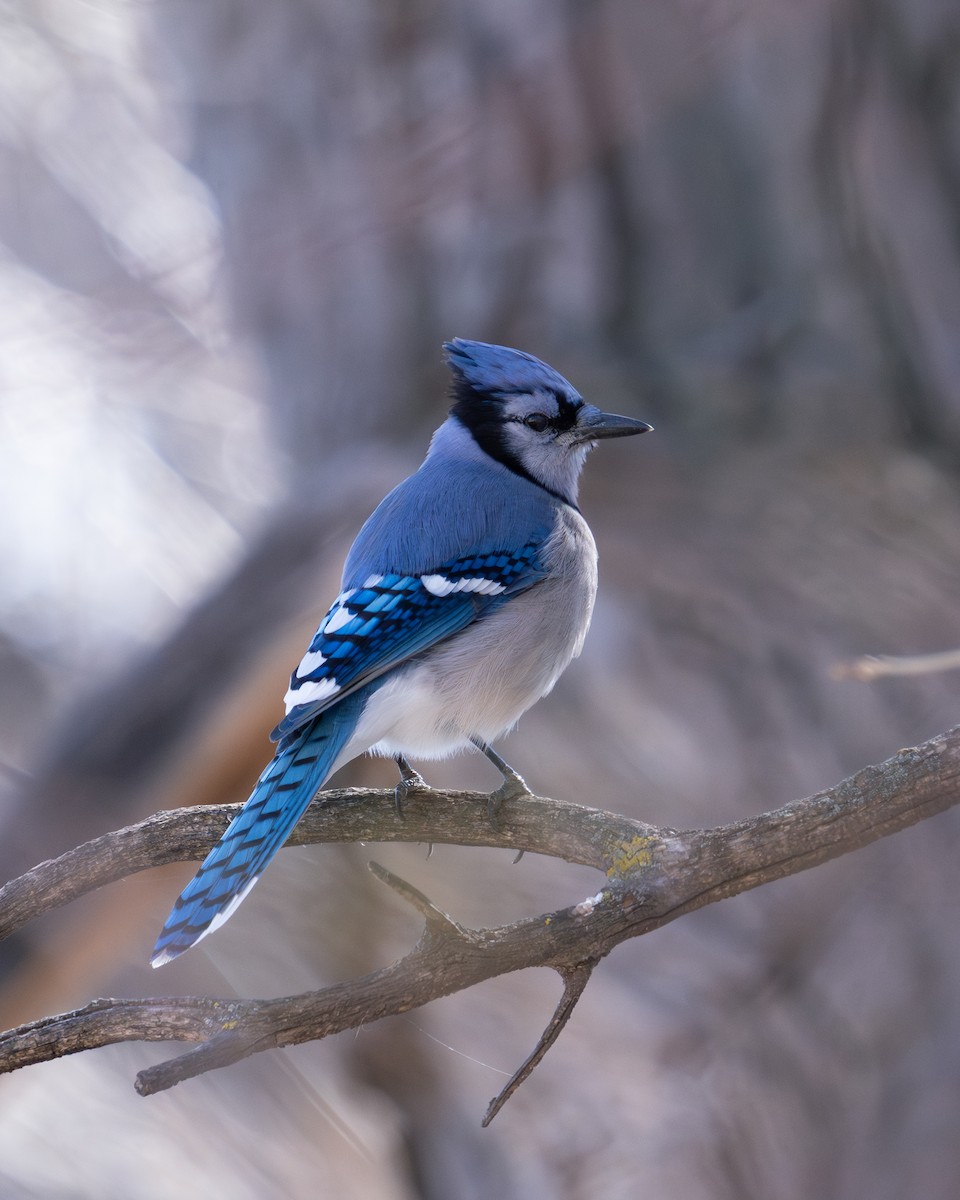 Blue Jay - ML616912220