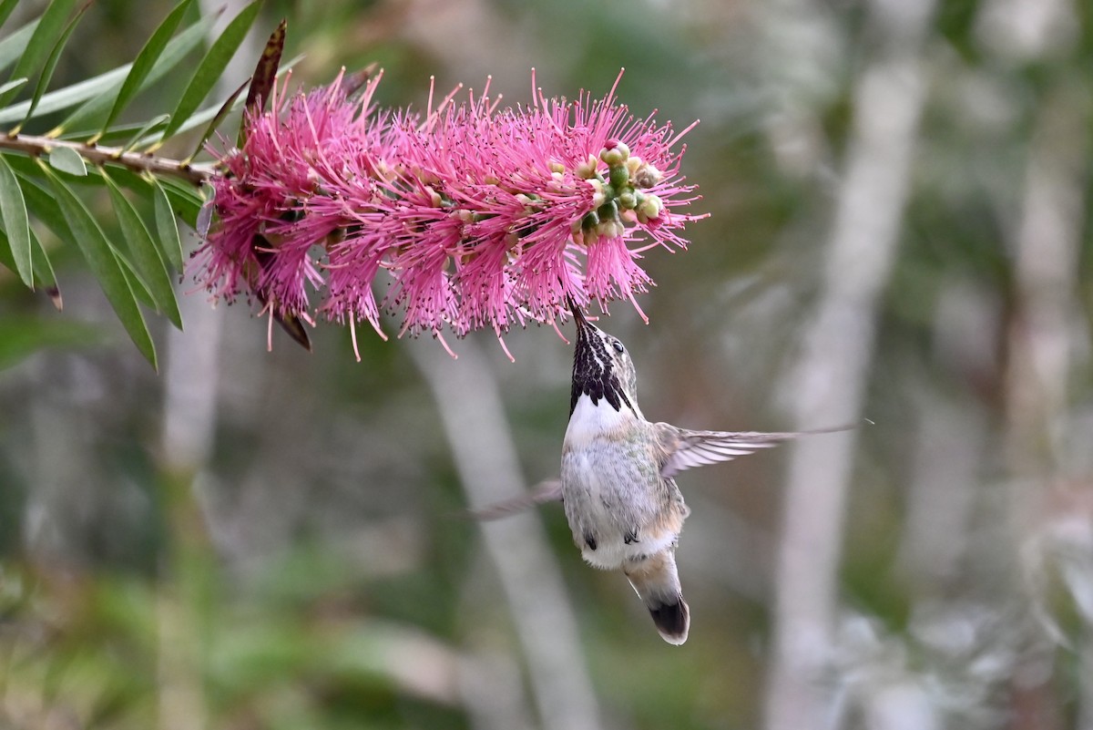 Calliope Hummingbird - Alex Castelein