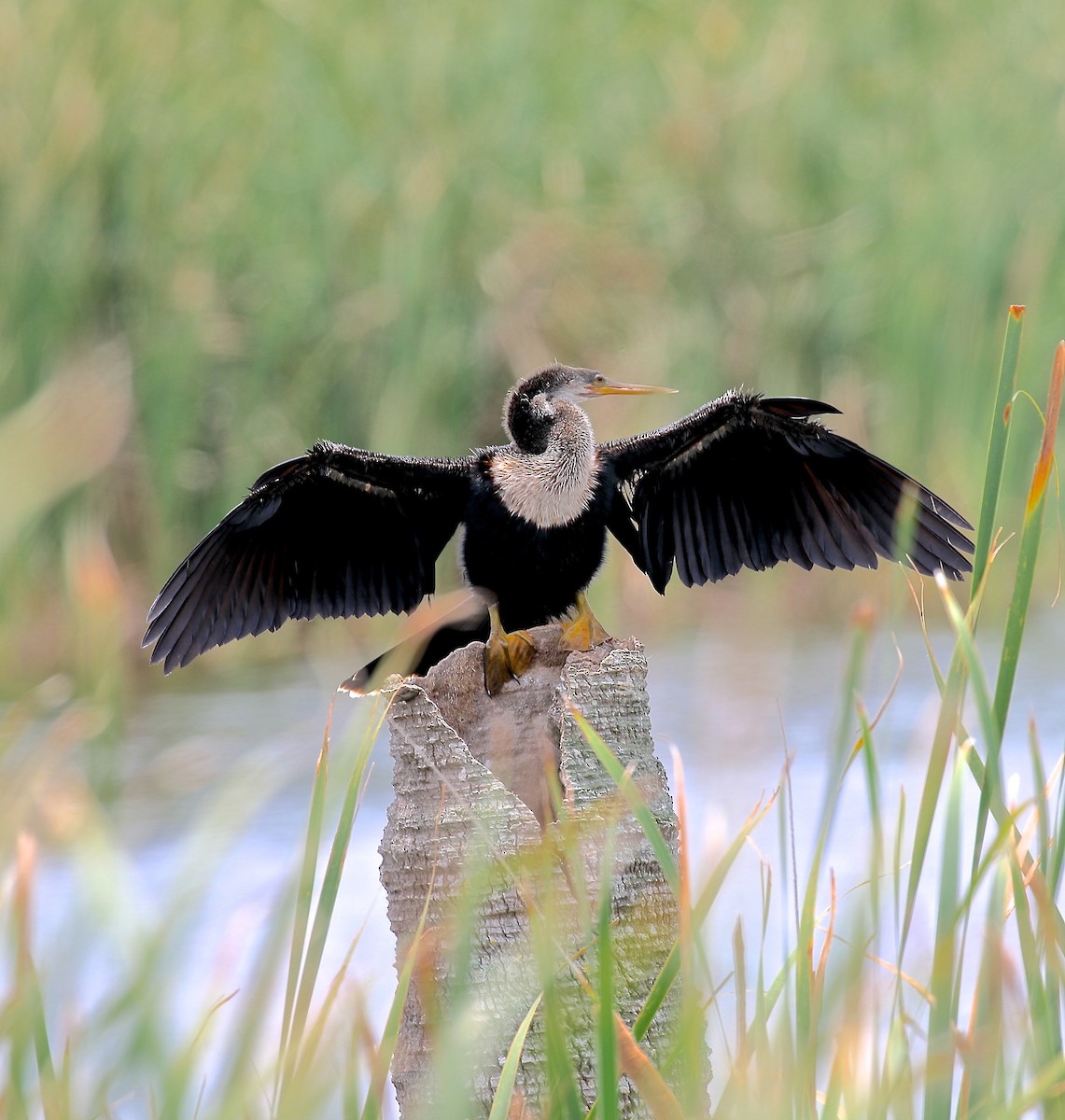 Amerika-Schlangenhalsvogel - ML616912255