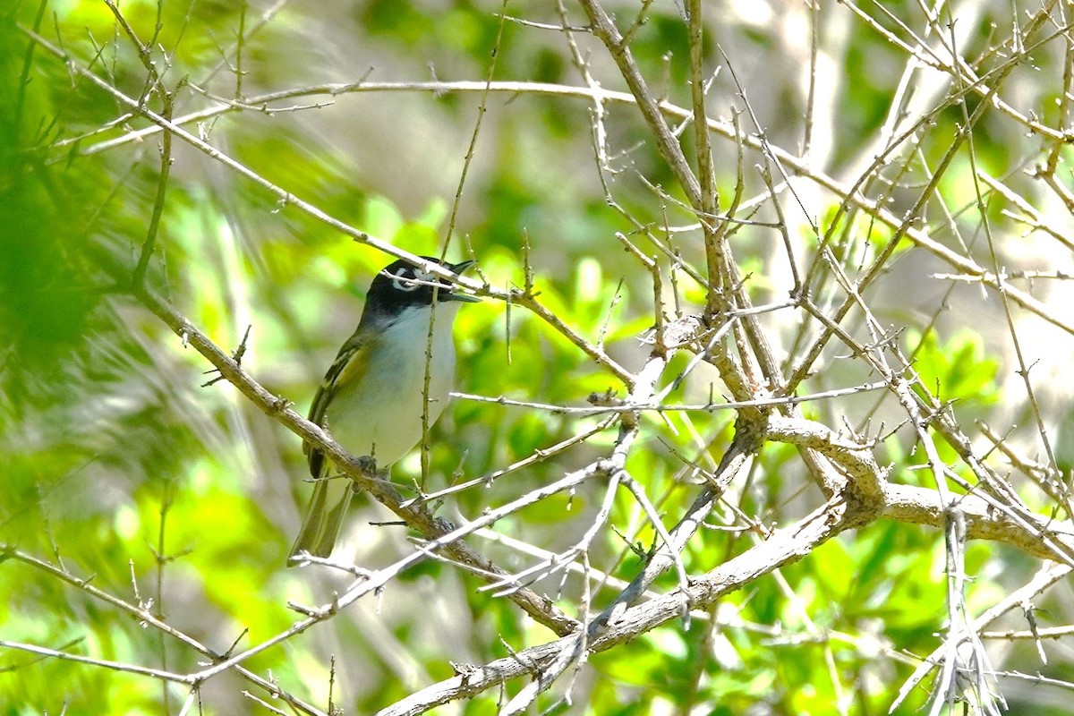 Black-capped Vireo - ML616912283