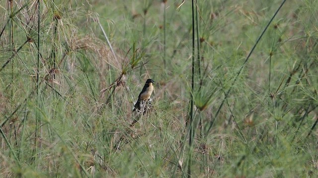 Black-capped Donacobius - ML616912289