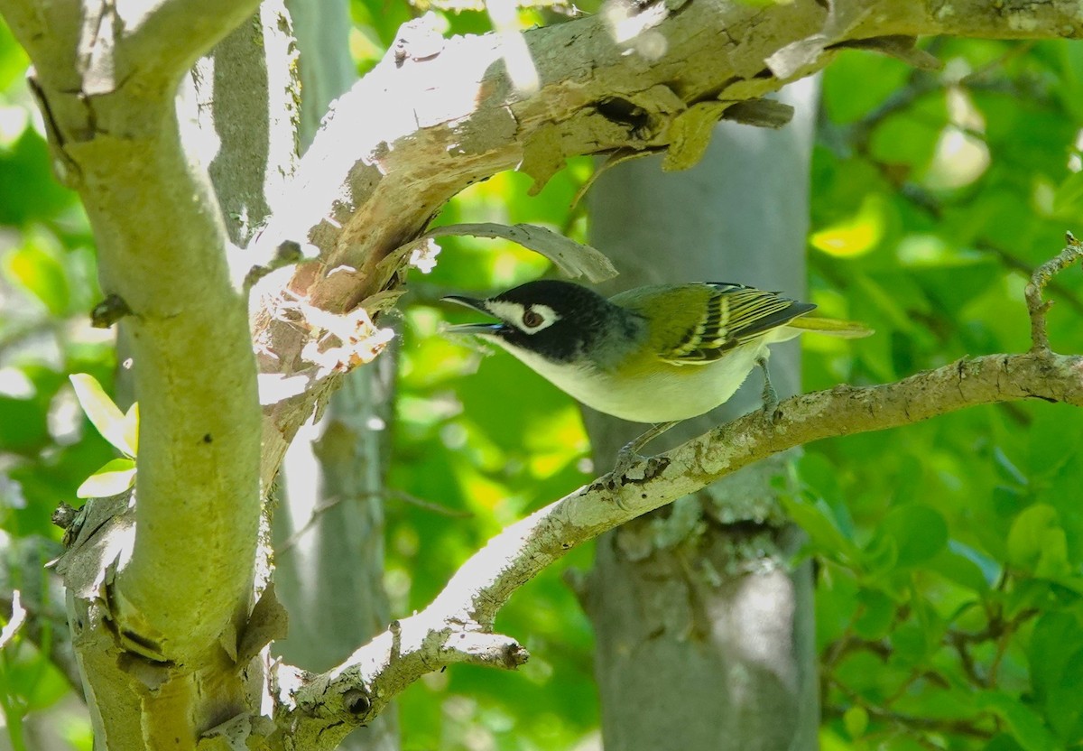 Black-capped Vireo - Doug Willick