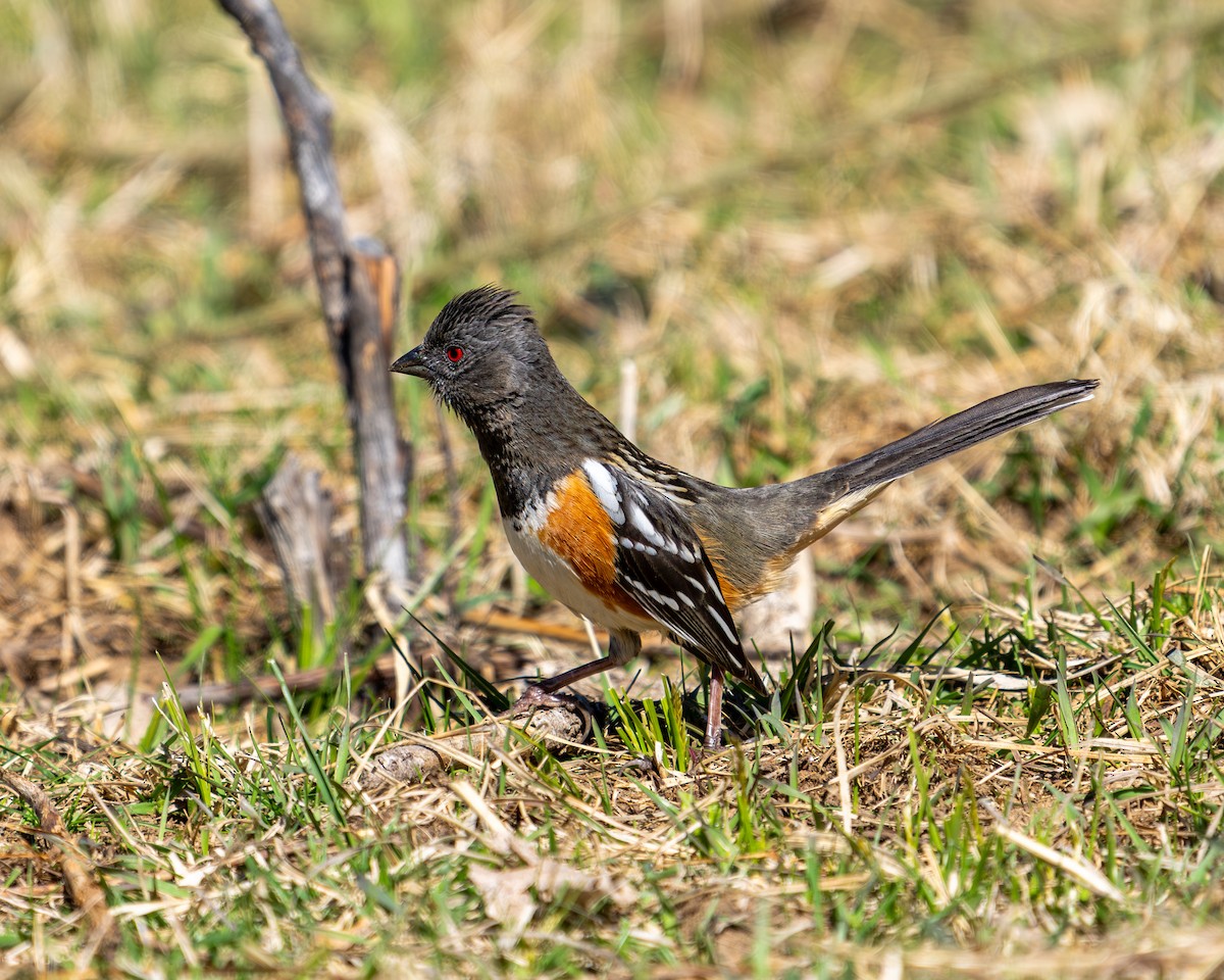 Spotted Towhee - David Navarro