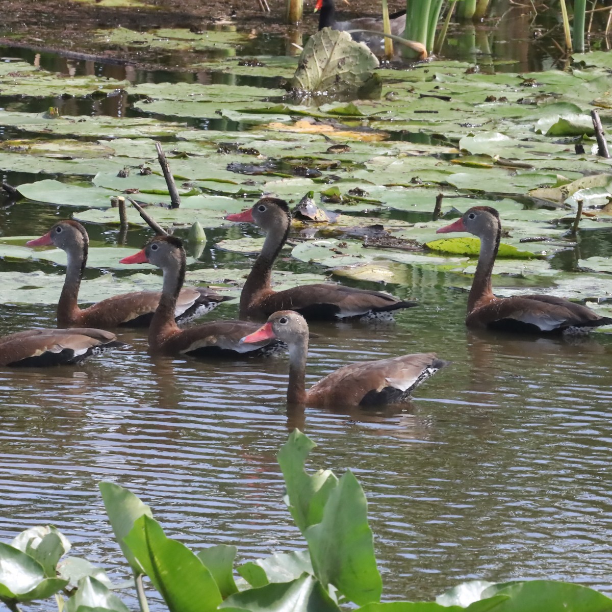 Dendrocygne à ventre noir - ML616912363