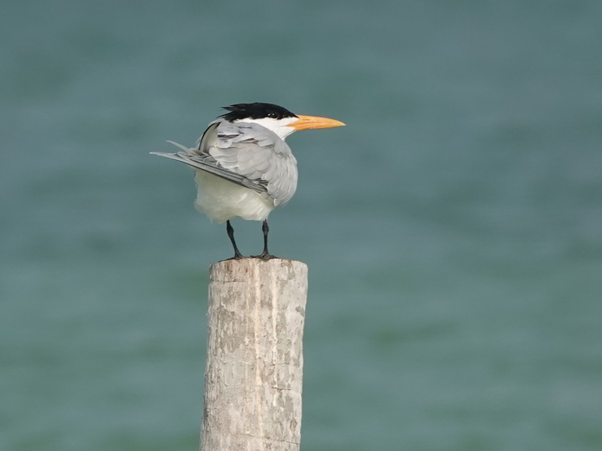 Royal Tern - ML616912364