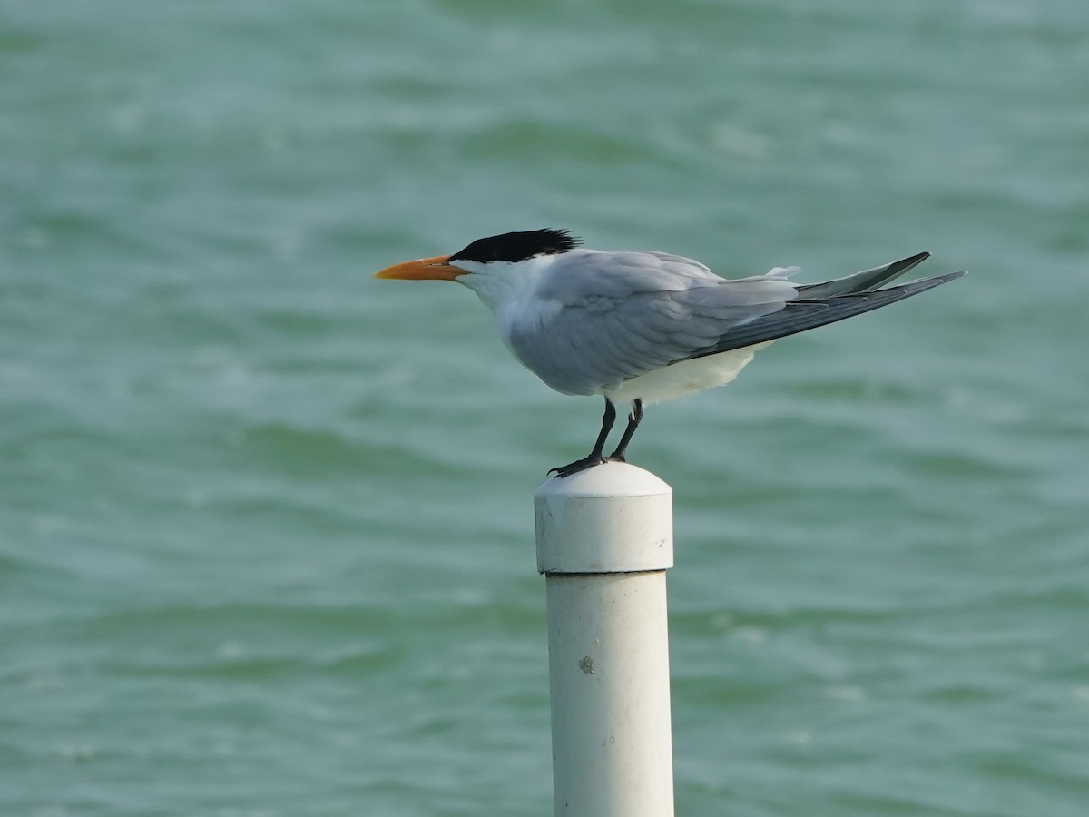 Royal Tern - ML616912365