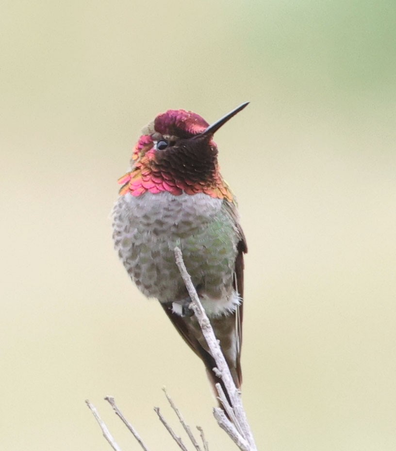 Anna's Hummingbird - Diane Etchison