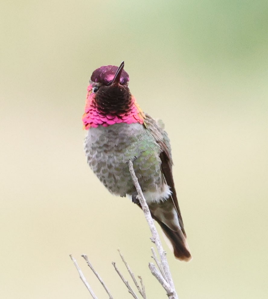 Anna's Hummingbird - Diane Etchison