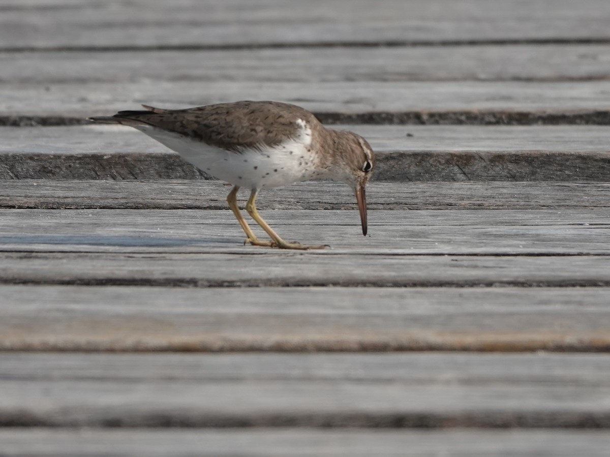 Spotted Sandpiper - ML616912416