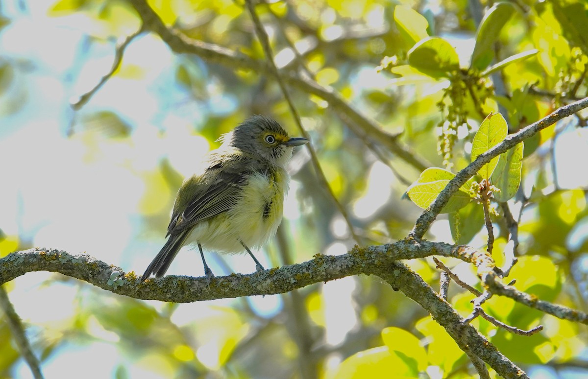 White-eyed Vireo - ML616912467