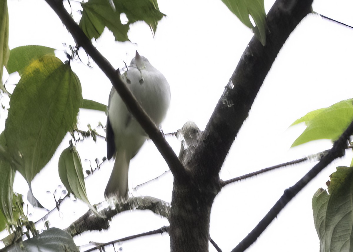 Brown-capped Vireo - ML616912469