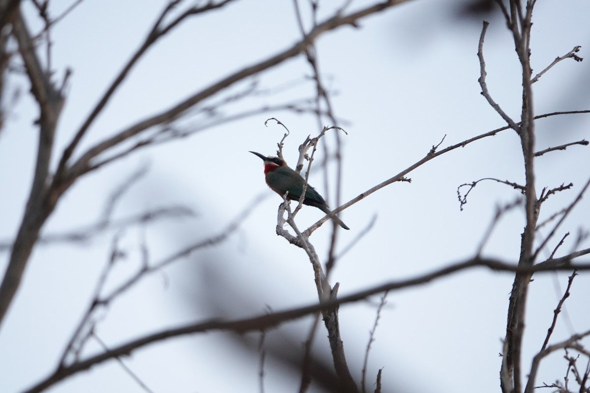 White-fronted Bee-eater - Bev Agler