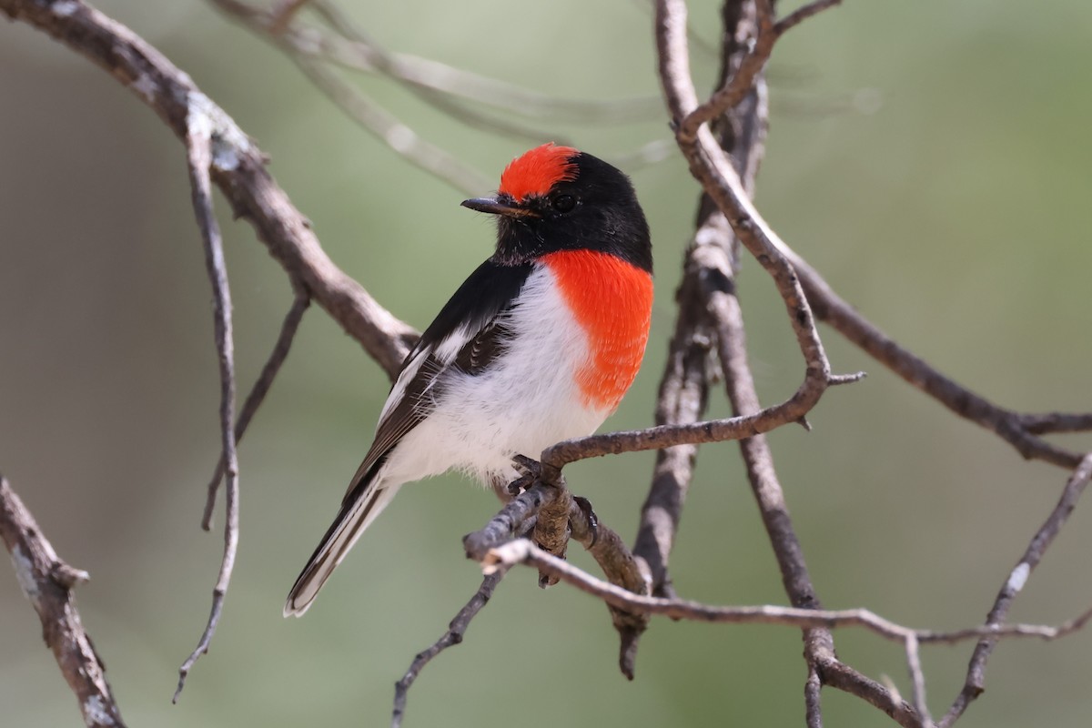 Red-capped Robin - ML616912481