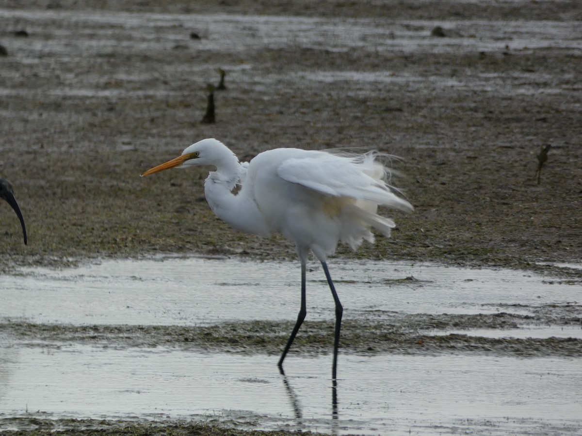 Great Egret - Jon Tiktin