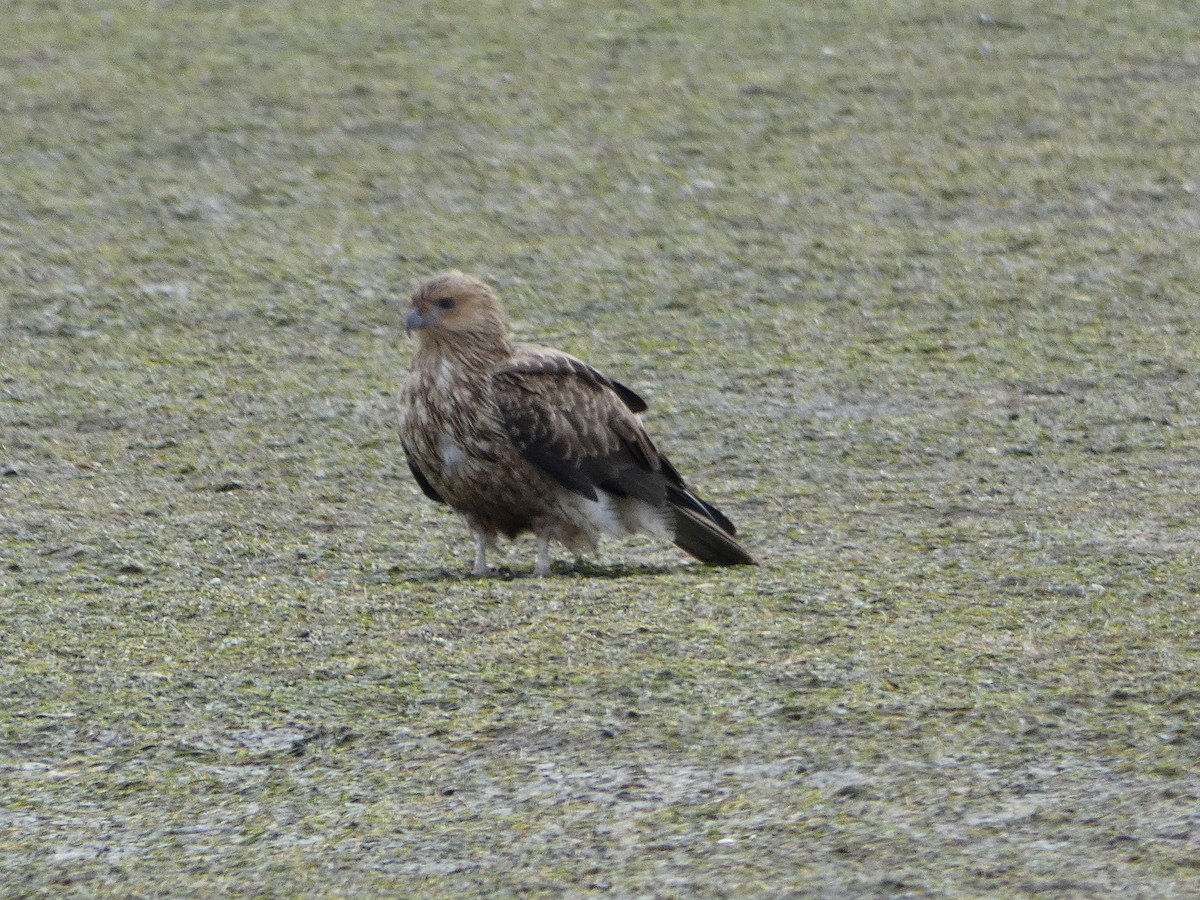 Whistling Kite - Jon Tiktin