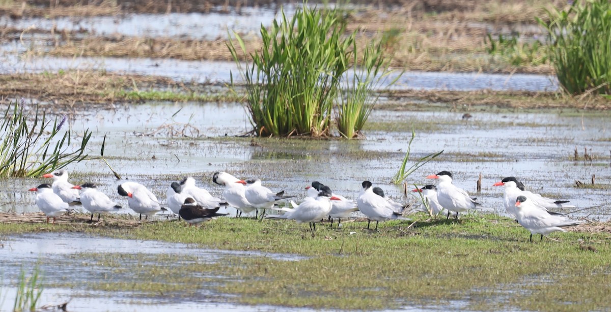 Caspian Tern - ML616912577