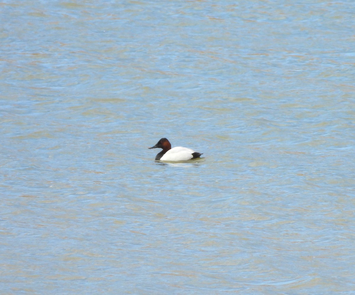 Canvasback - ML616912581