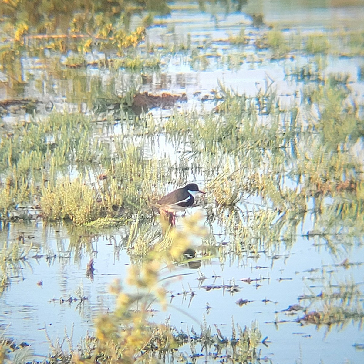 Red-kneed Dotterel - Elaine Tan