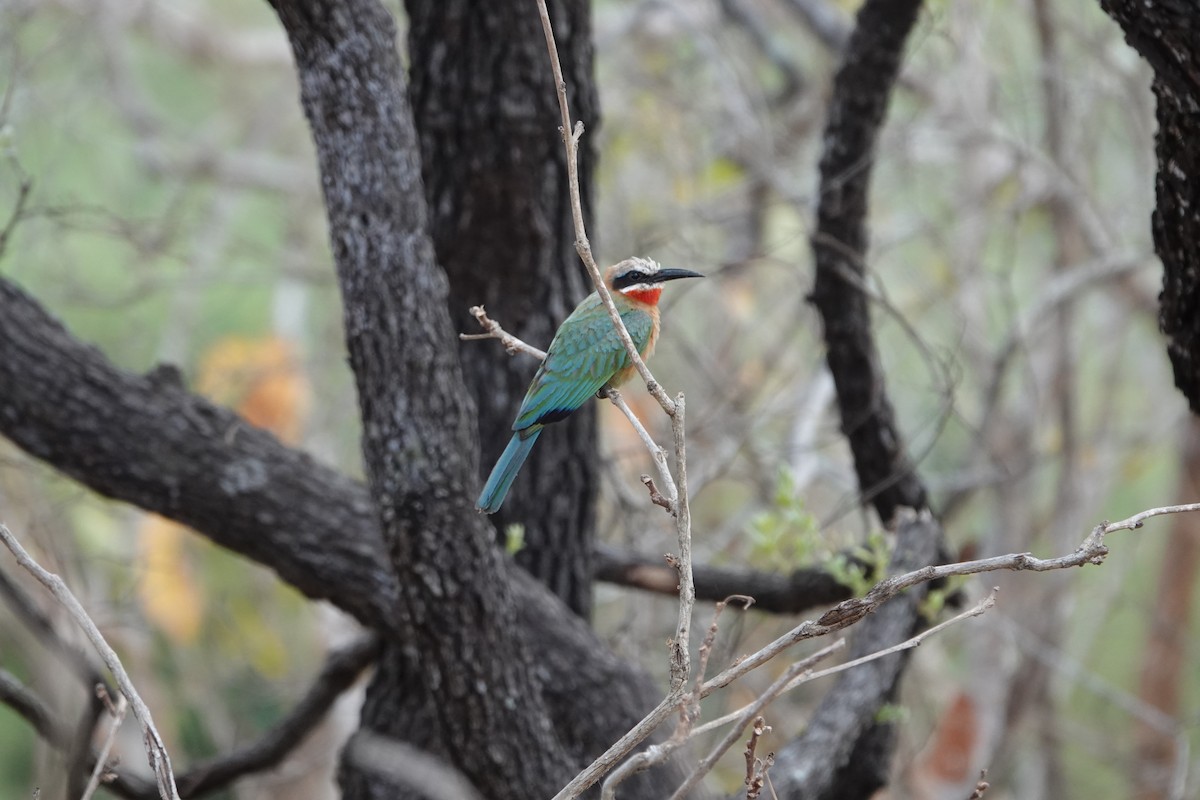 White-fronted Bee-eater - Bev Agler