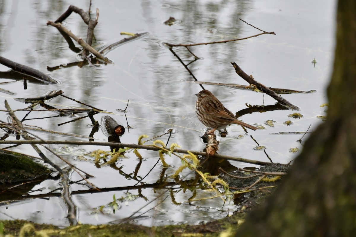 Fox Sparrow - ML616912612