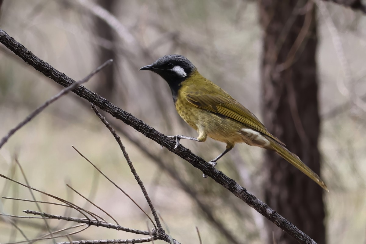 White-eared Honeyeater - ML616912626