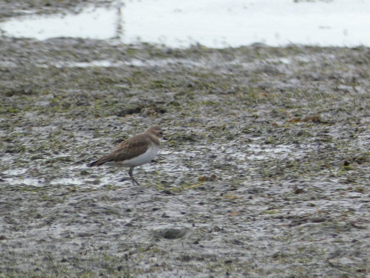 Double-banded Plover - Jon Tiktin