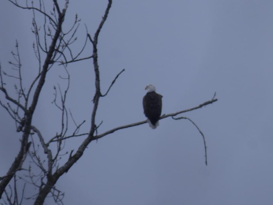 Bald Eagle - ML616912637