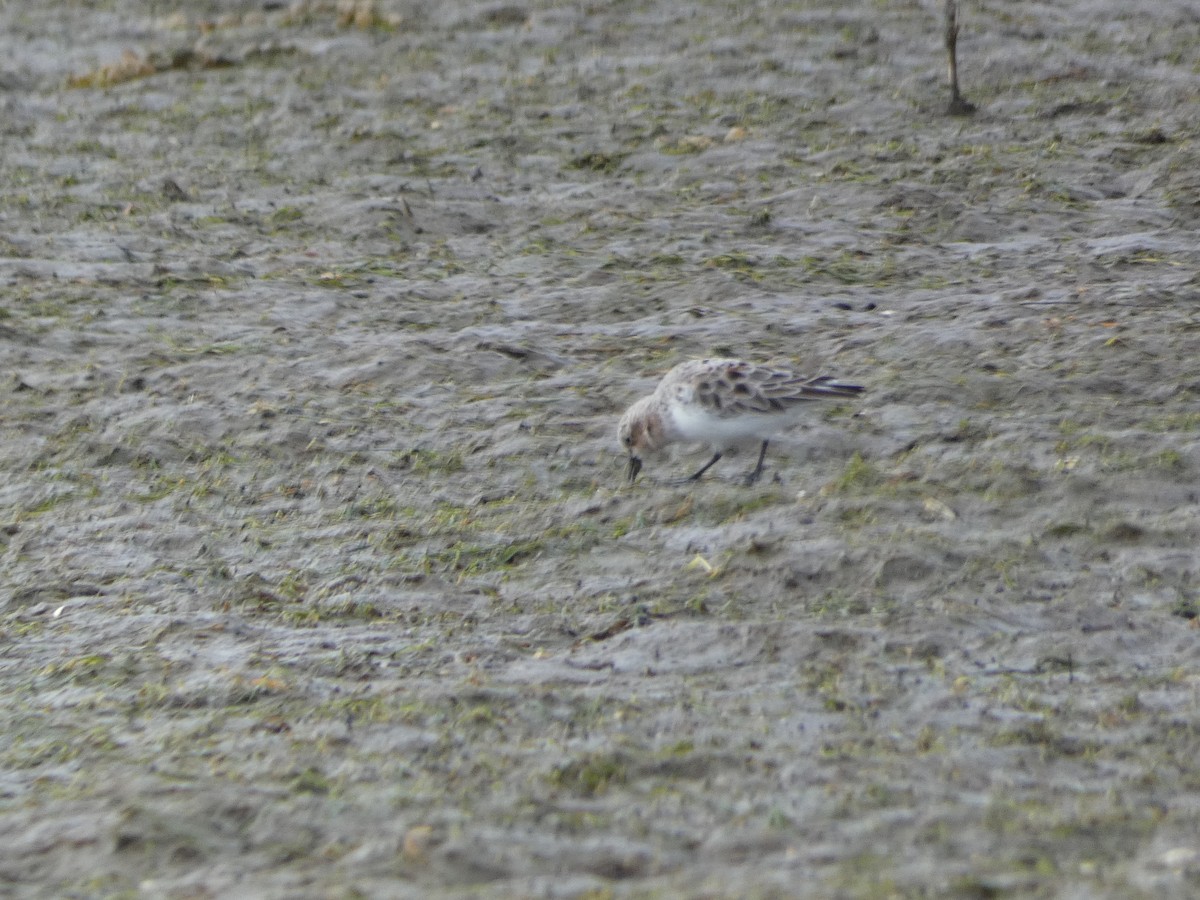 rødstrupesnipe - ML616912644