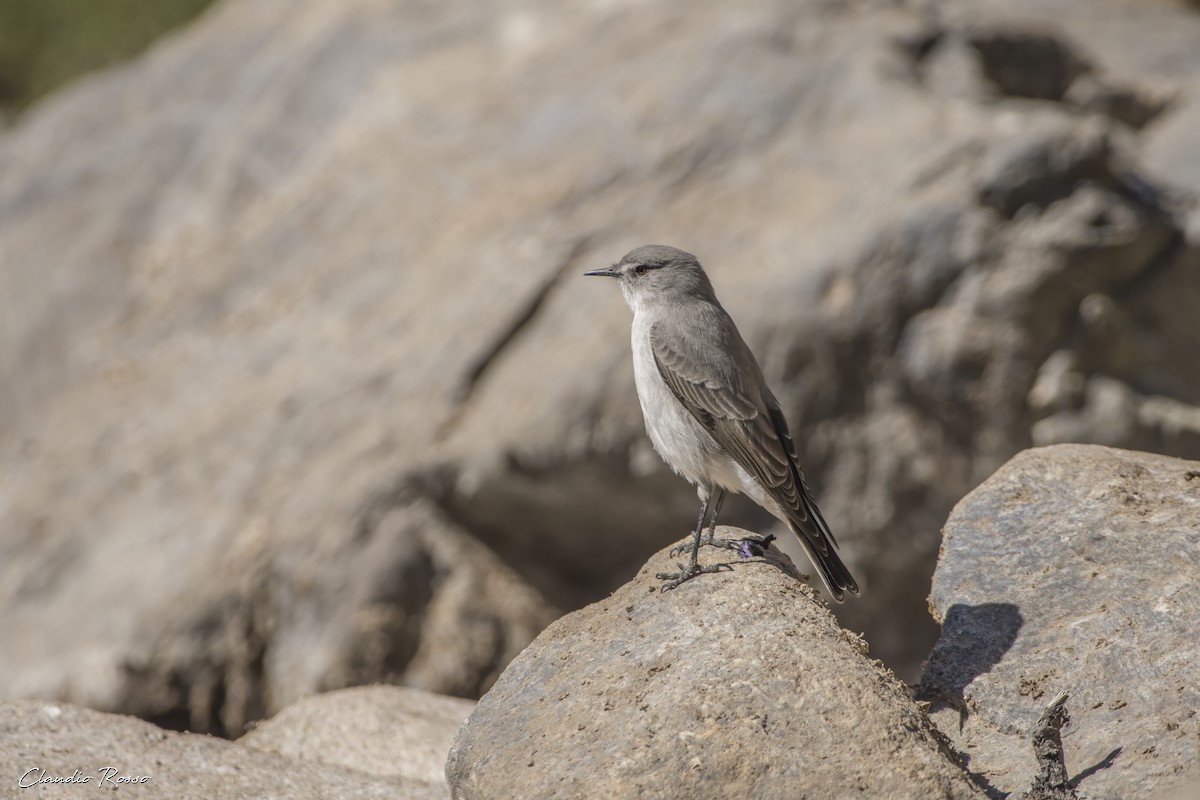 Cinereous Ground-Tyrant - ML616912656