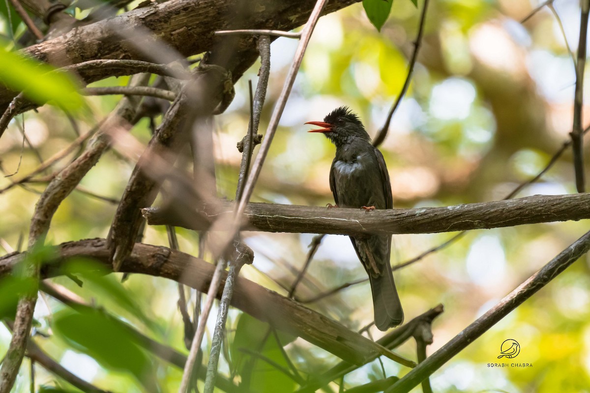 Square-tailed Bulbul - ML616912668