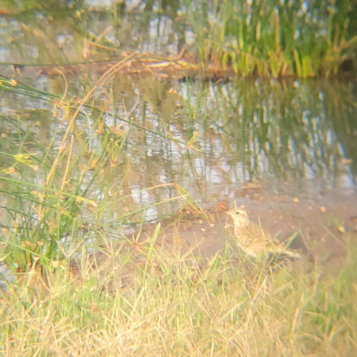 Australian Pipit - Elaine Tan