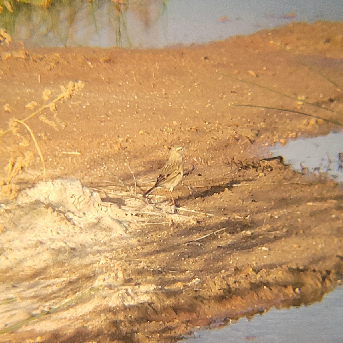 Australian Pipit - Elaine Tan