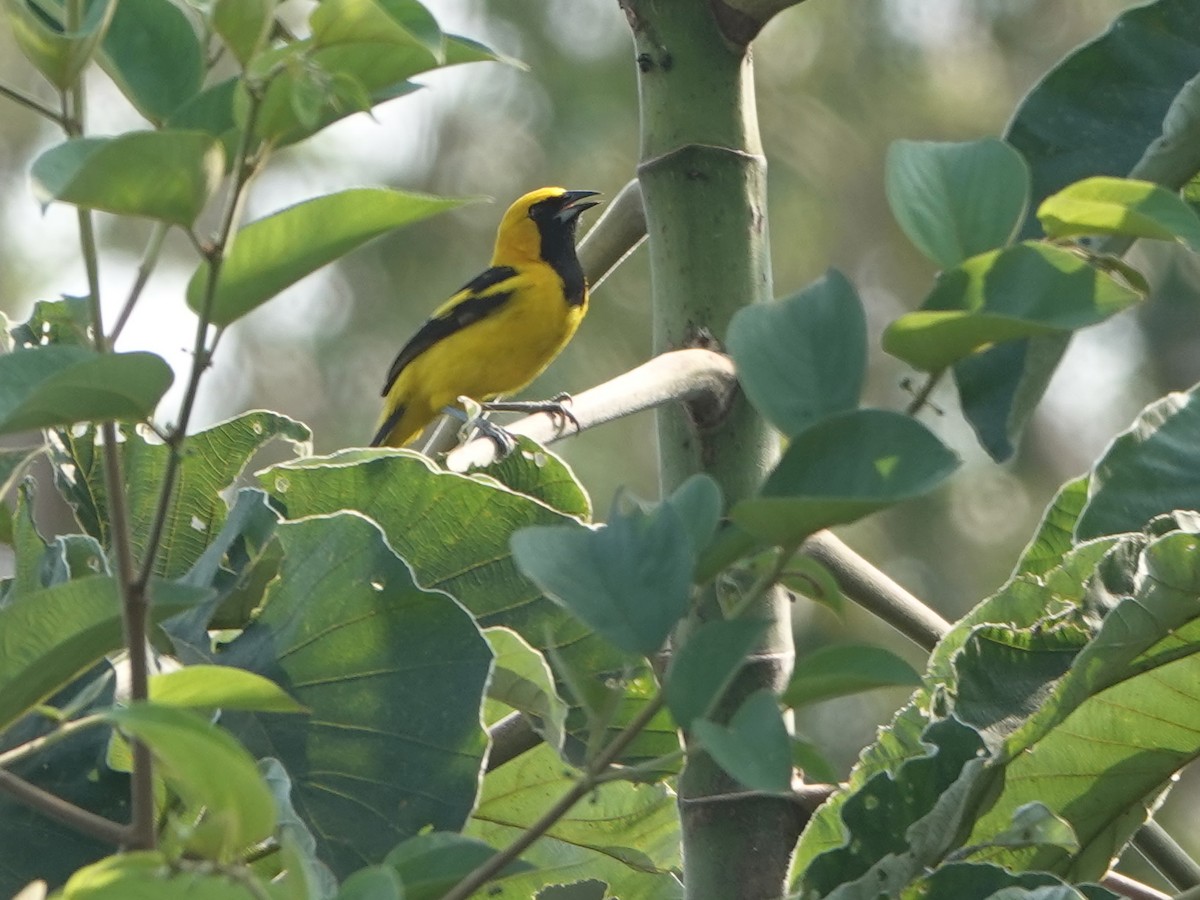 Yellow-tailed Oriole - ML616912839