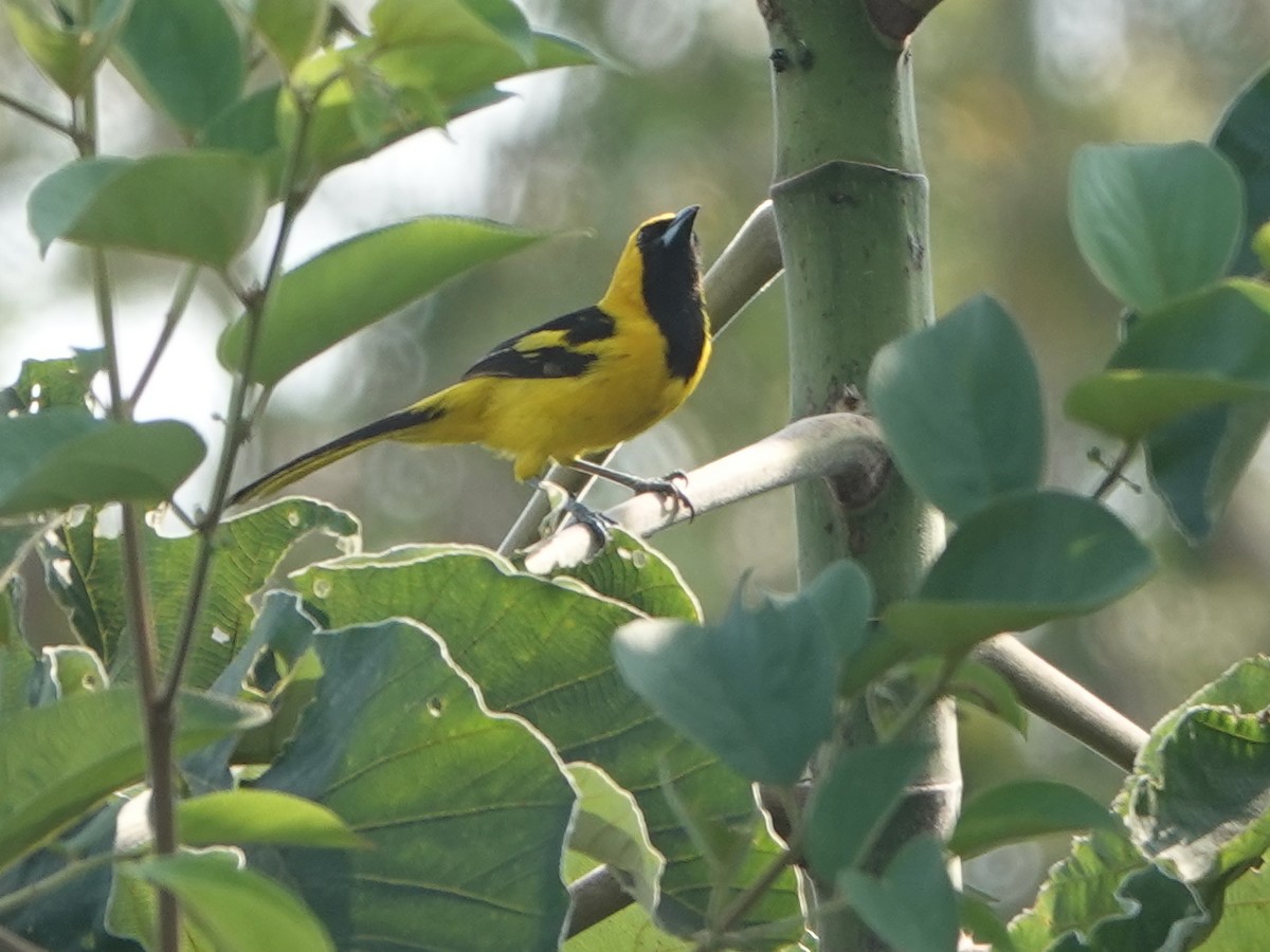 Yellow-tailed Oriole - ML616912840