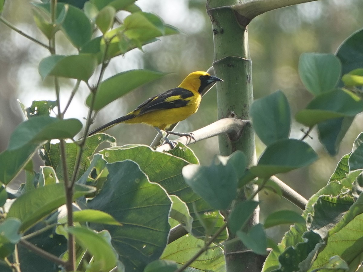 Yellow-tailed Oriole - ML616912841