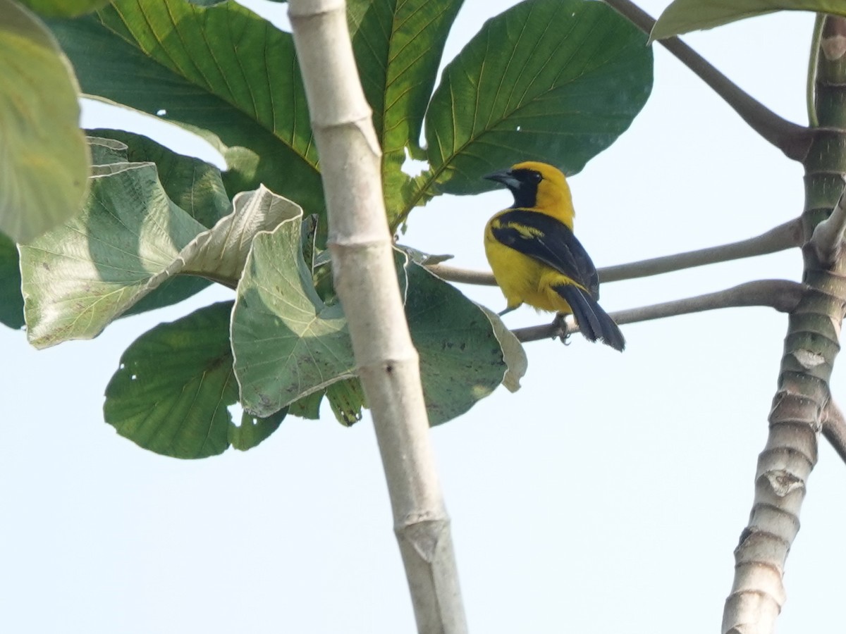 Yellow-tailed Oriole - ML616912846