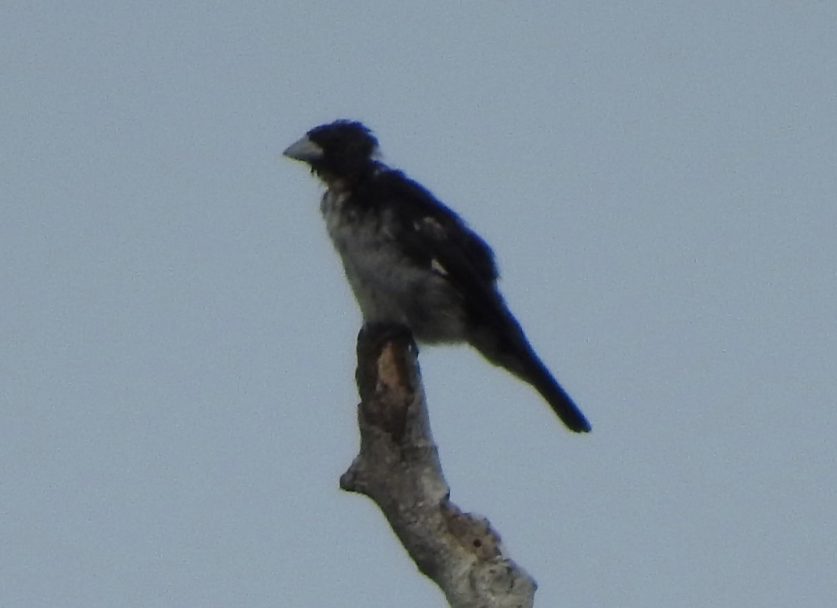 White-naped Seedeater - ML616912878