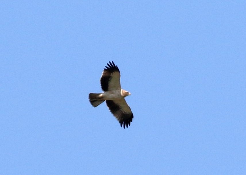 Águila Calzada - ML616912887