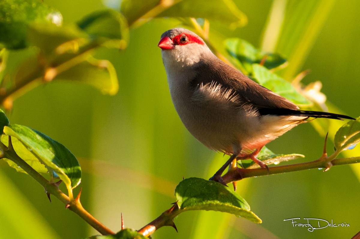 Black-rumped Waxbill - ML61691291