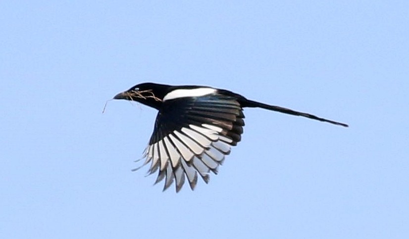 Eurasian Magpie - ML616912925