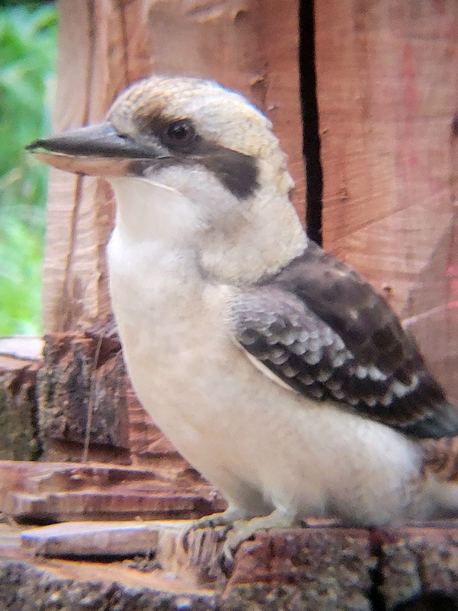 Laughing Kookaburra - ML616912926