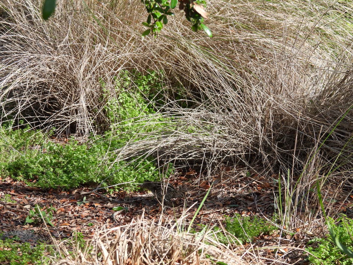 Wilson's Snipe - Denise Rychlik