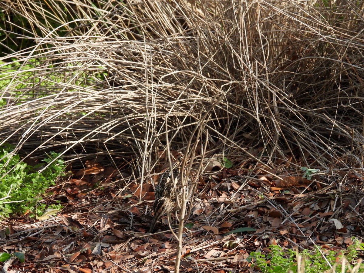 Wilson's Snipe - ML616912953