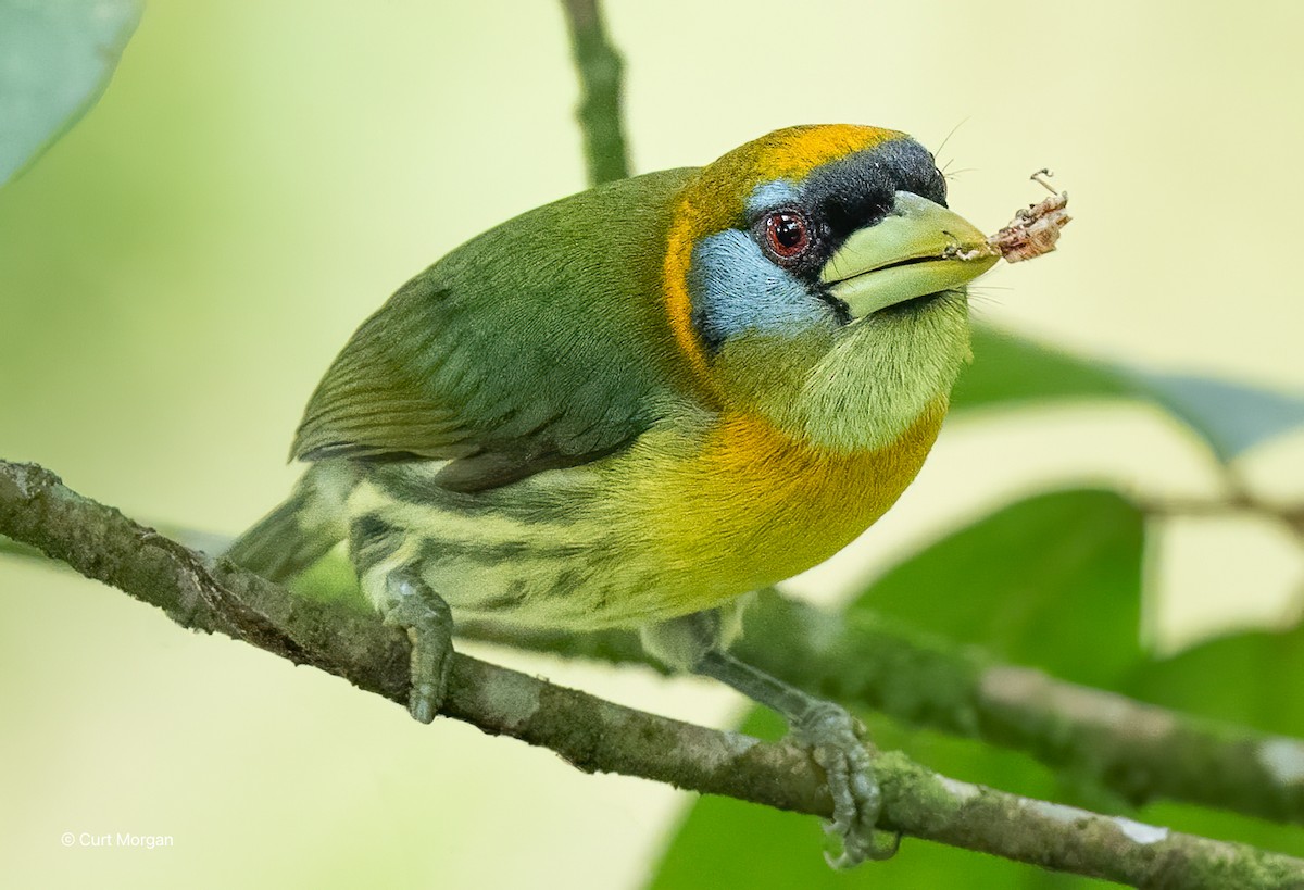 Red-headed Barbet - ML616912954