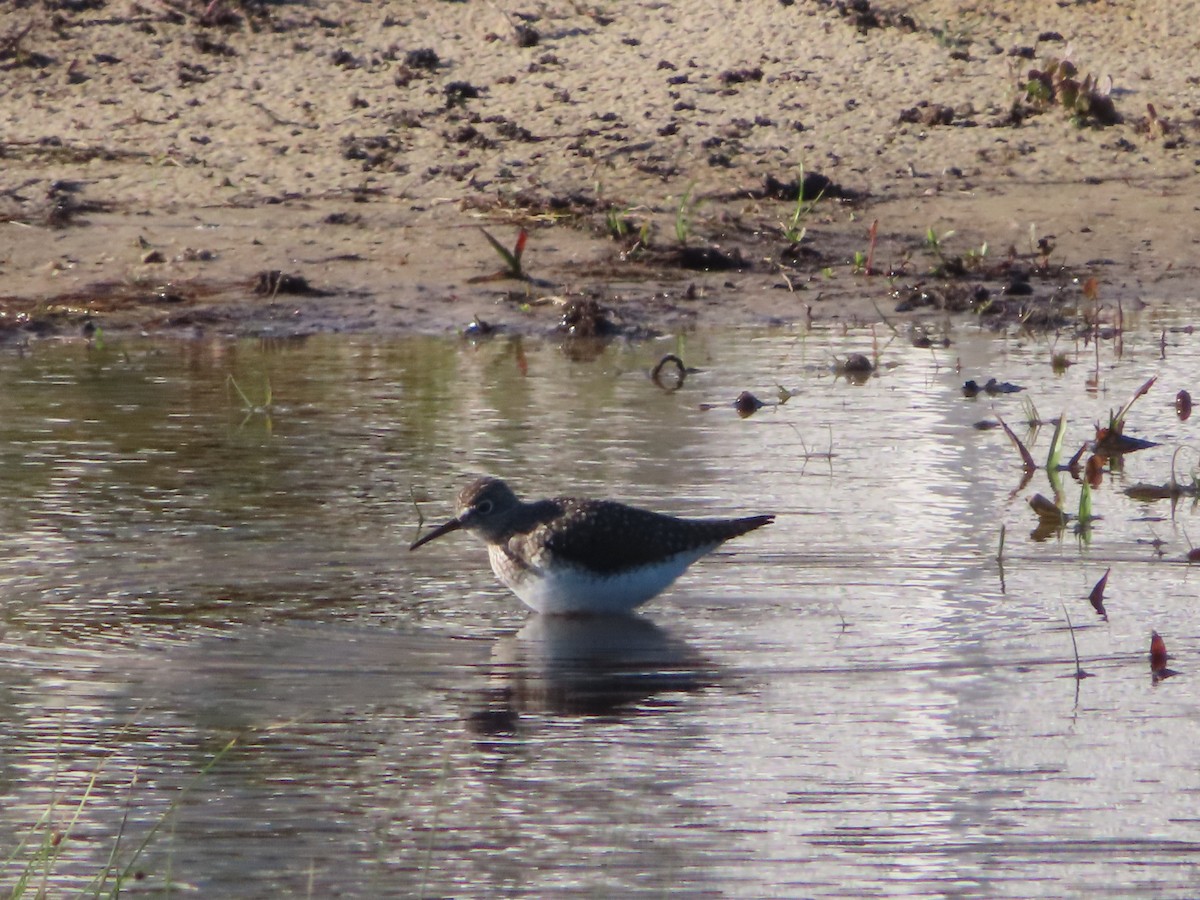 Solitary Sandpiper - Stephanie Parker