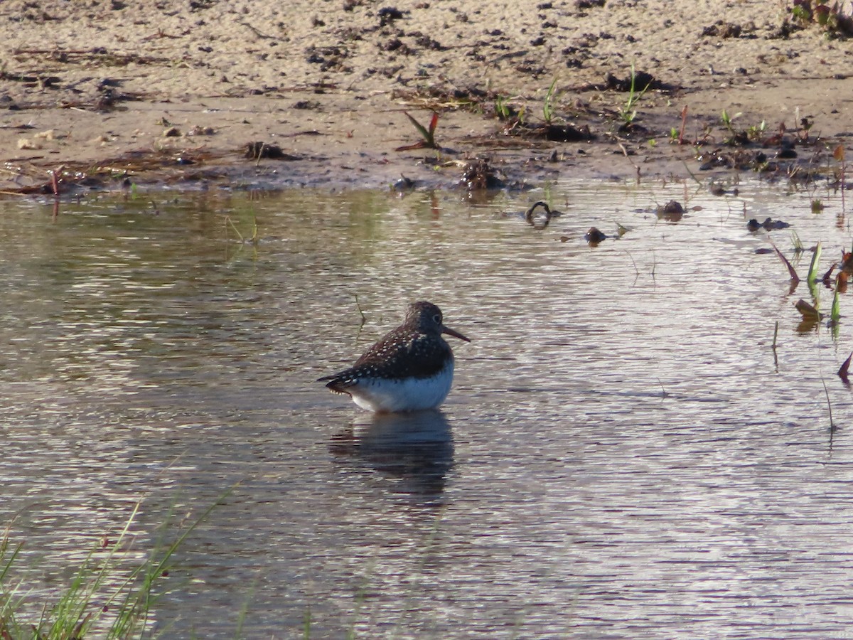 Solitary Sandpiper - ML616912965