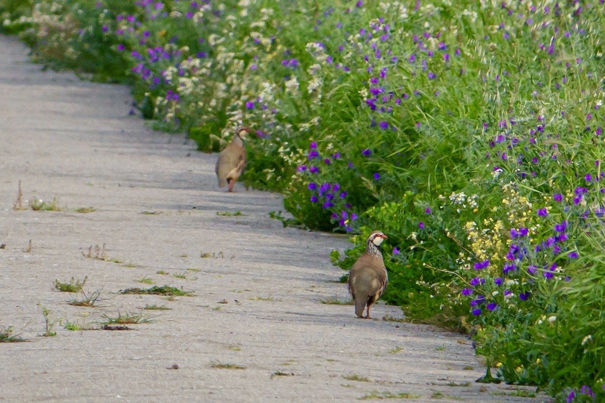 Red-legged Partridge - ML616912989