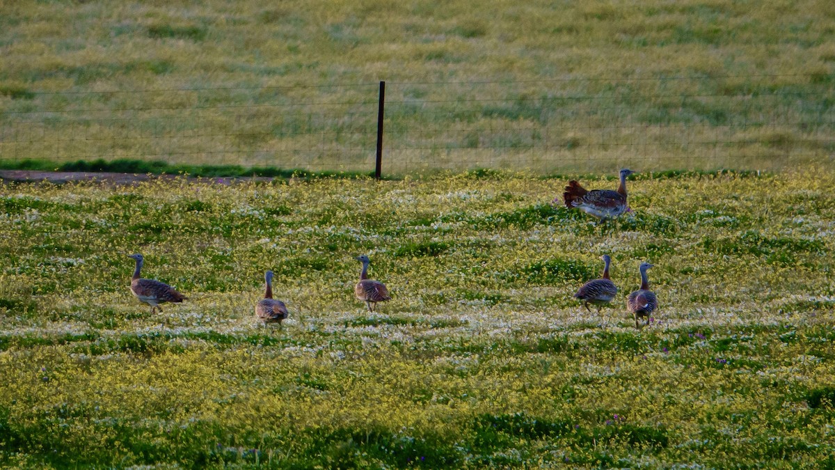 Great Bustard - Alvaro Bermejo